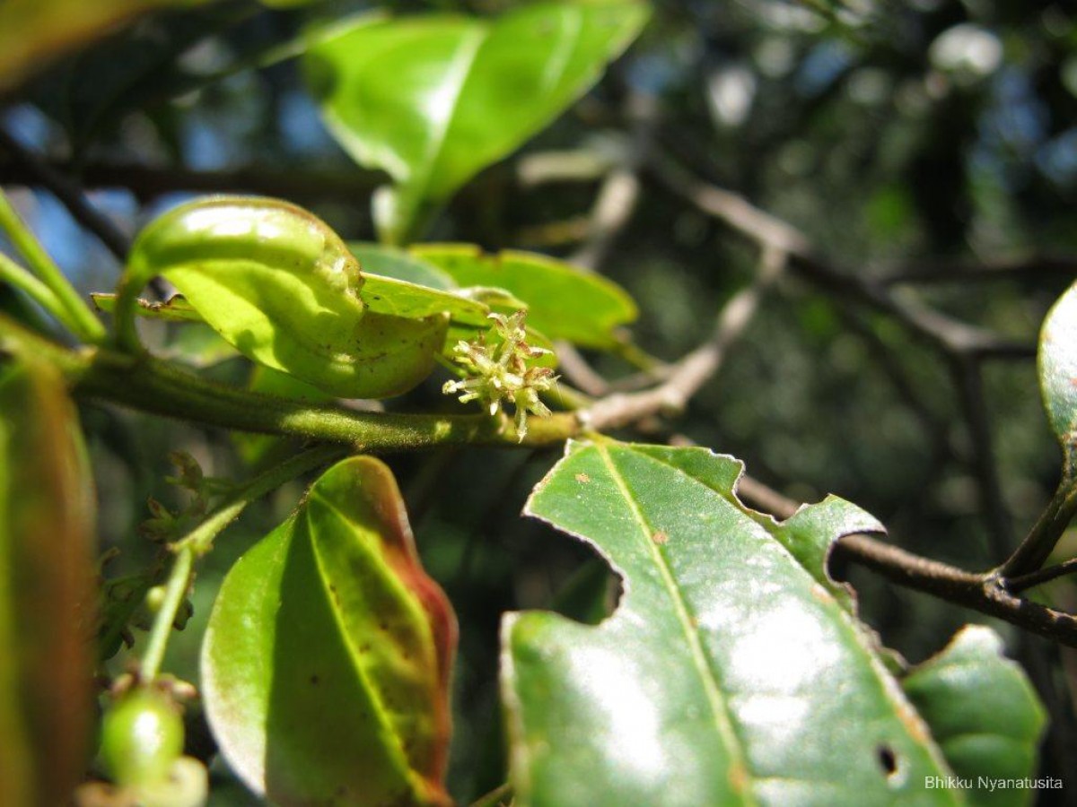 Celtis philippensis Blanco